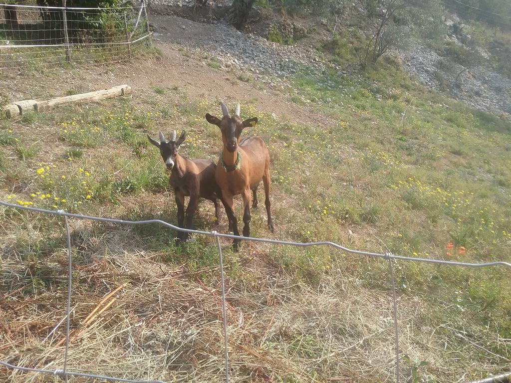Appartamento Gallinette Rigaud Esterno foto